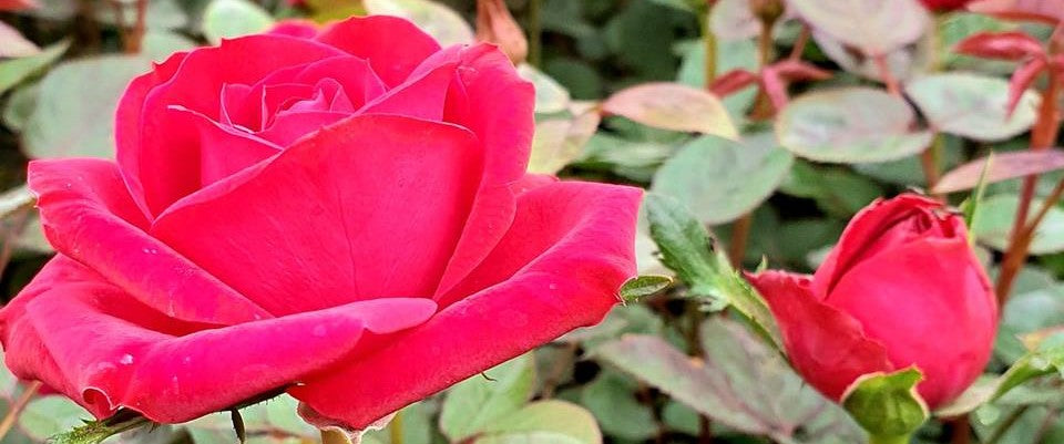 5 Tips to Promote Flowering in your Roses this Autumn