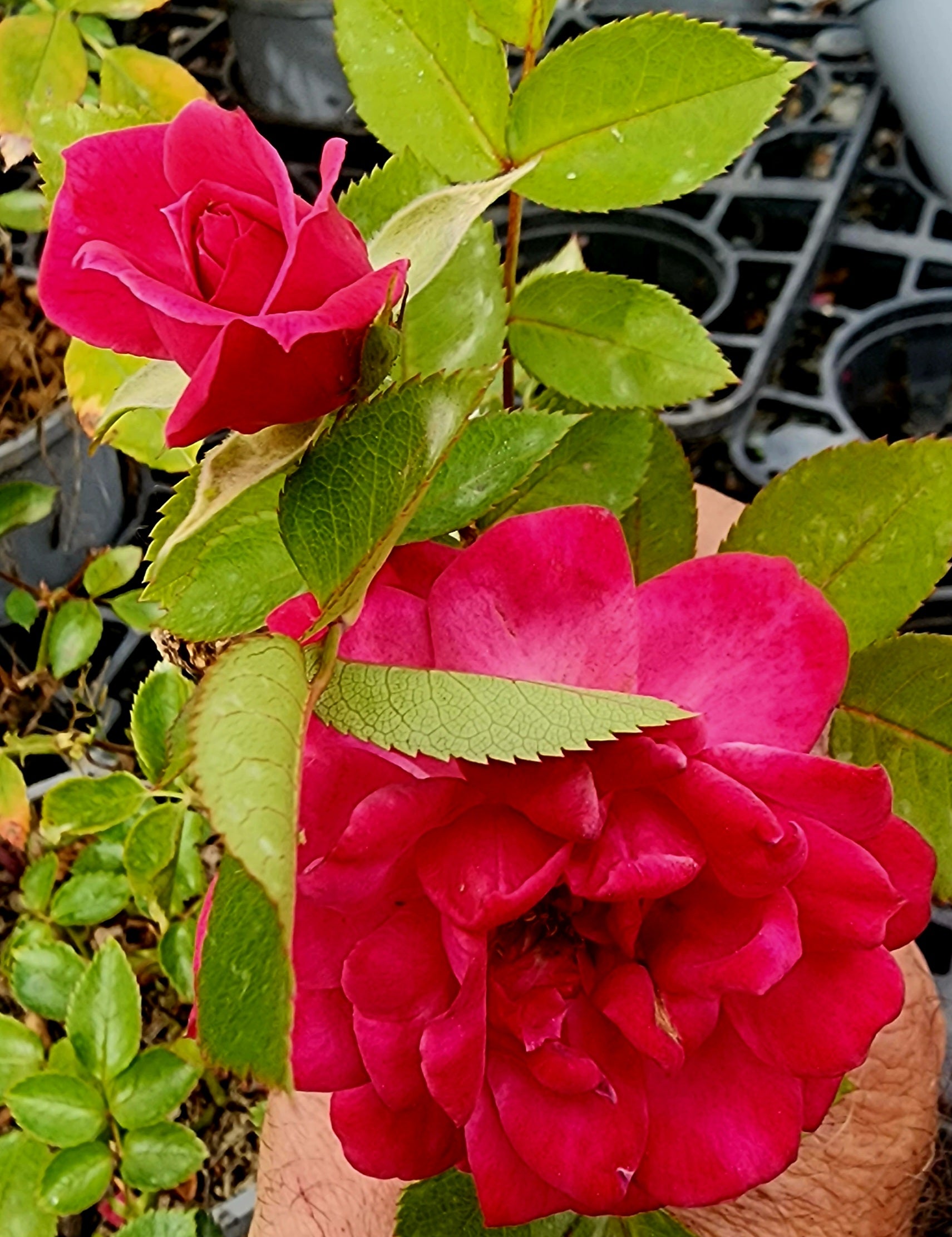 Candy Mini Rose