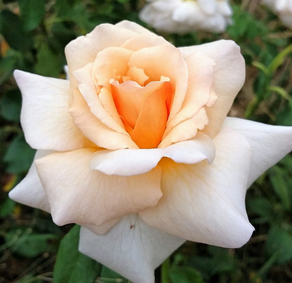 Apricot Nectar 65-70cm Standard Rose