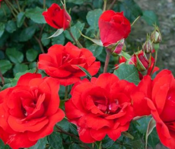 La Sevillana 65-70cm Standard Rose