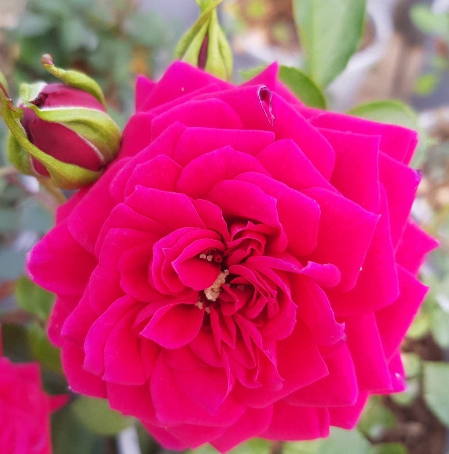 Rosalina Mini Rose