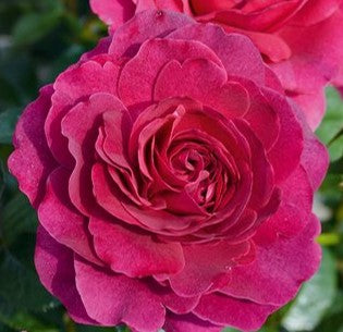 Showpiece Berry Hybrid Tea Pink Rose – Eureka Plants